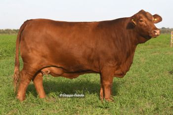 LUJANERA 8421