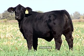 FRANCHESCA 2153